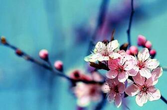 May Flowers Wallpaper Description Filename