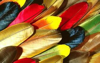 Beautidful Bird Feathers Parrot Computer Wallpaper HD