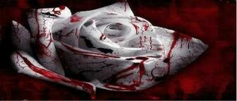 Blood Rose Wallpaper Background For Desktops