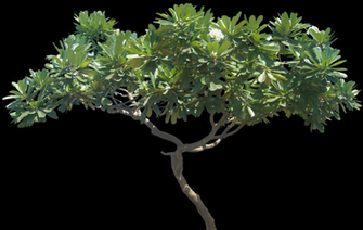 Pisonia Alba Plumeria Tree Photoshop Tropical Plants