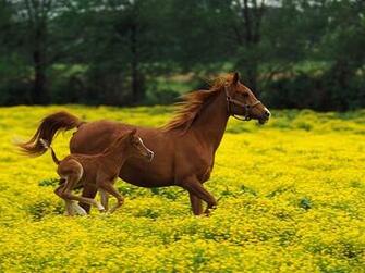 Louisville Kentucky Wallpaper Farm Animals Nature