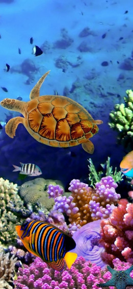 Seabed Fish iPhone Wallpaper
