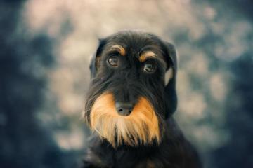 Airedale Terrier HD Wallpaper Background Image