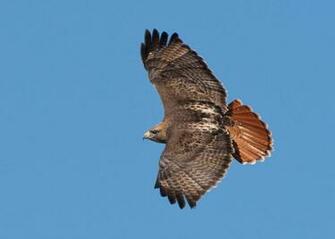 The Red Tailed Hawk Here Was In Yellowstone National Park Wyoming
