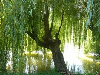 Weeping Willow Tree Wallpaper Beautiful