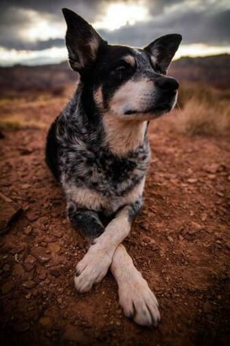 Heeler Mix Pictures Image