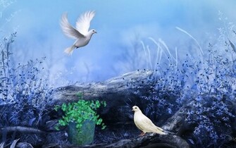 Pigeons Nature Flowers Colors Paint HD Wallpaper Love