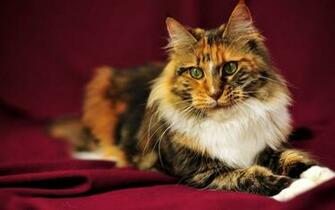 Maine Coon Wallpaper