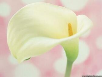 Desktop Wallpaper Flowers Background Closeup Calla Lily