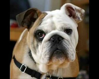 English Bulldog In Orlando Florida Area French Picture Yu