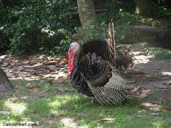 Turkey Country Desktop