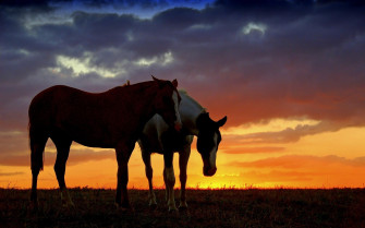 Wild Horse Wallpaper