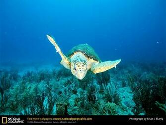 Turtle Desktop Wallpaper Animals