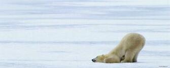 Wallpaper Animal Widescreen Dual Screen