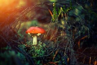 Magic Mushroom Wallpaper