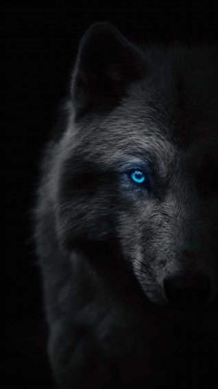 Wolf Phone Wallpaper