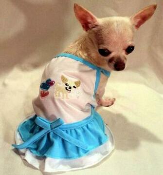 Chihuahua Wallpaper High Definition