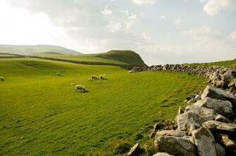 Northern Ireland Sky Grass Sheep Stones