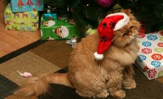 Happy New Year Cat Wallpaper Holiday