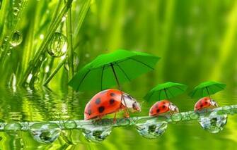 Wallpaper Water Droplets Umbrellas Ladybugs A Blade Of Grass