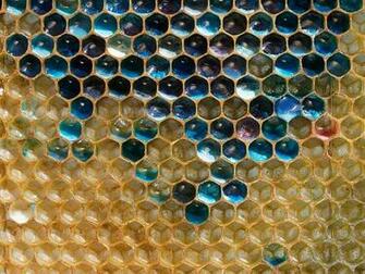 See Hot Bee Balls Cook Enemy Hornets But How Do Bees Endure The Heat
