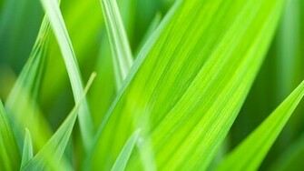 Green Grass Wallpaper