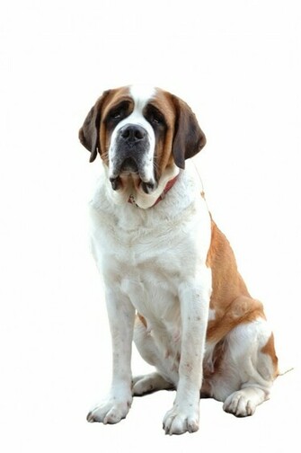 Saint Bernard