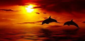 Wallpaper Beautiful Dolphin Jumping Up Ocean Sun Sunset Sky