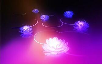 Glowing Water Lilies Wallpaper