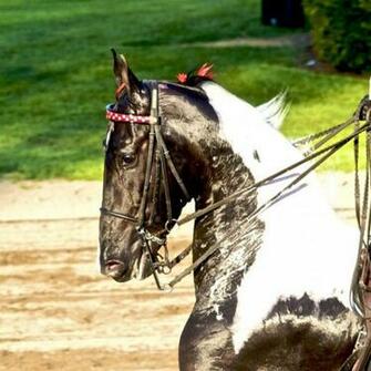 American Saddlebred Hot Girls Wallpaper