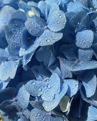Blue Aesthetic Flowers With Water Droplets On Instagram Wallpaper
