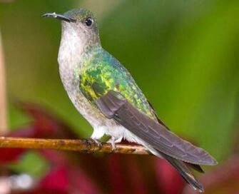 Hummingbird Beautiful Bird Picture Wallpaper Car Pictures