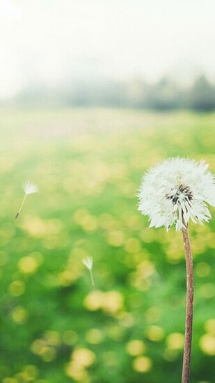 Blowing Dandelion Wallpaper Wind iPhone