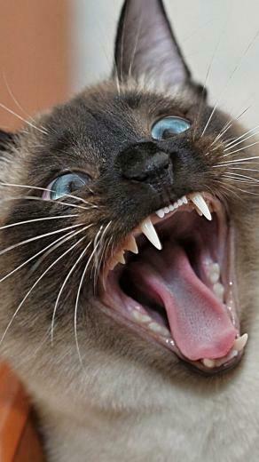 Crazy Cat iPhone Wallpaper HD For