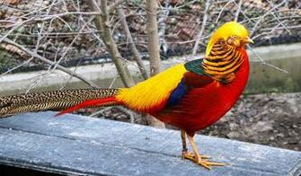 Golden Pheasant Wallpaper Animal Hq