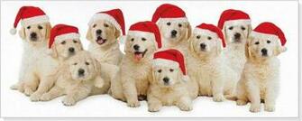 Golden Retriever Puppy Christmas Present Puppies