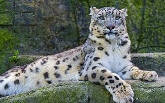 Pin Snow Leopard Space Wallpaper HD