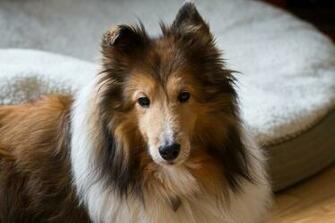Shetland Sheepdog Life Expectancy Cool HD Wallpaper