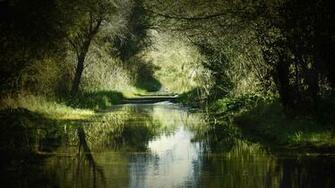 Swamp Wallpaper