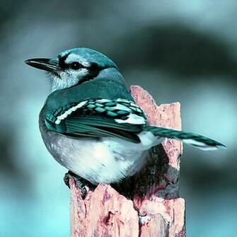 HD Blue Jay Bird Nature Wallpaper Webextensionline