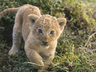 Lion Cubs Wallpaper HD Pictures Image Background