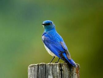 Wild Bird Photography Animal Pictures