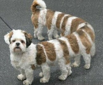 Funny Animal Costumes Cool HD Wallpaper