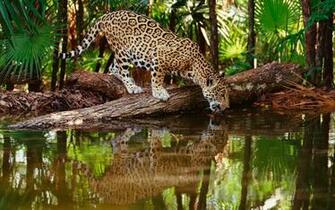 Wild Animal Wallpaper HD