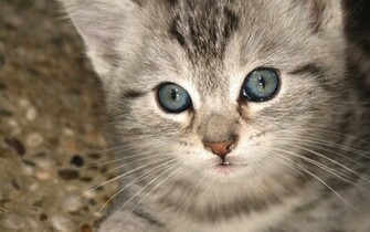 Wallpaper Cat Animal Background Winter