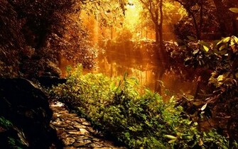 Beautiful Forest Wallpaper Entertainment World