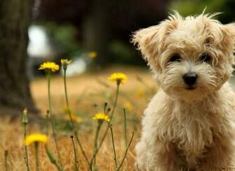 Dogs In Summer Windows Theme At Themes Wallpaper