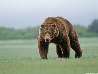 Black Bear Wallpaper High Definition