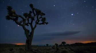 Joshua Tree National Park California Desert Wallpaper