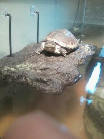 African Sideneck Turtle Gender Care Turtles